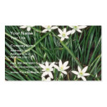 white Star Of Bethlehem, (Ornithogalum Umbellatum) Business Card Template