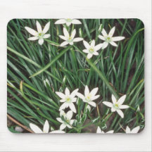 white Star Of Bethlehem, (Ornithogalum Umbellatum) Mousepad