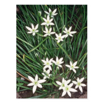 white Star Of Bethlehem, (Ornithogalum Umbellatum) postcards