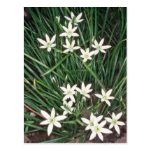 white Star Of Bethlehem, (Ornithogalum Umbellatum) Postcard