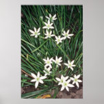 white Star Of Bethlehem, (Ornithogalum Umbellatum) posters