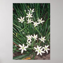 white Star Of Bethlehem, (Ornithogalum Umbellatum) Poster