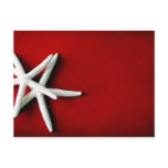 white starfish Postcard
