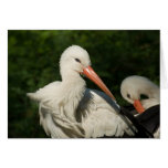 White Stork Greeting Card