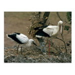 White Stork Post Card