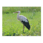 White stork post card