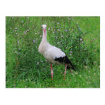 White stork post card