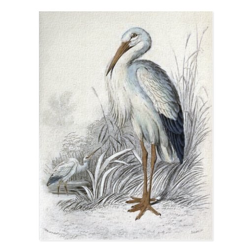 "White Stork" Postcard