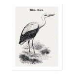 White Stork Vintage Bird Illustration Post Cards