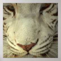White Striped Tiger Print