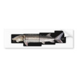 White Sturgeon - Acipenser transmontanus Bumper Stickers