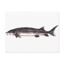 White Sturgeon - Acipenser transmontanus Postcards