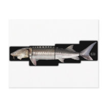 White Sturgeon - Acipenser transmontanus Post Card