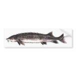 White Sturgeon - Acipenser transntanus Bumper Stickers
