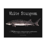 White Sturgeon-Black-Postcard