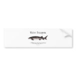 White Sturgeon Titled items Bumper Stickers
