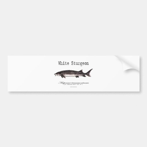 White Sturgeon Titled items Bumper Stickers