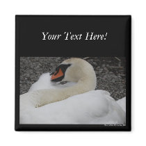 White Swan Magnet