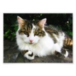 White Tabby Photo photography