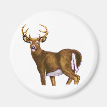 White Tail Deer Buck Refrigerator Magnet