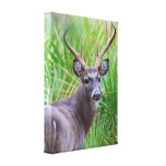 White-tailed Buck Gallery Wrapped Canvas
