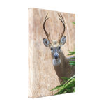 White-tailed Buck Gallery Wrapped Canvas
