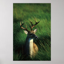 White-tailed Buck