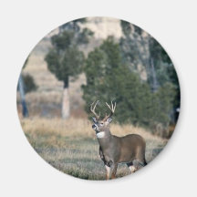 White-tailed deer buck fridge magnets