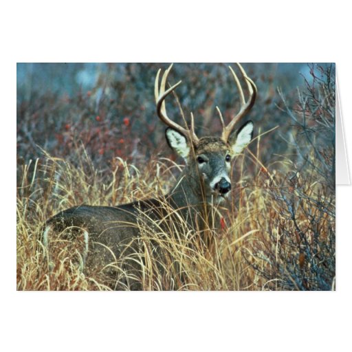 White-tailed Deer Card