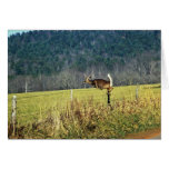 White-tailed Deer Cards