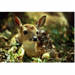 White-tailed Deer Fawn photo sculptures