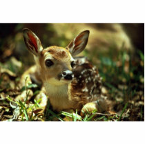 White-tailed Deer Fawn Photo Cut Outs