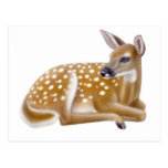 White Tailed Deer Fawn Postcard