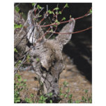 White-tailed Deer flyers