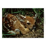 White-tailed Deer Greeting Card