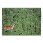 White-tailed deer greeting cards