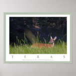 White-tailed Deer in Morning Light Print