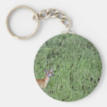 White-tailed deer key chains