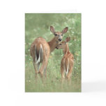 White-tailed deer mother and fawn cards