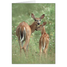 White-tailed deer mother and fawn greeting card