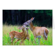 White tailed Deer Mother and Twin Fawns Card