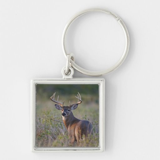 white-tailed deer Odocoileus virginianus) 2 Keychains