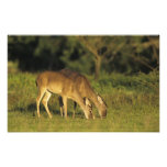 White-tailed Deer, Odocoileus virginianus, 2 Photo Art