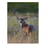 white-tailed deer Odocoileus virginianus) 2 Postcards