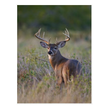 white-tailed deer Odocoileus virginianus) 2 Postcards