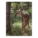 White-tailed Deer, Odocoileus virginianus, 2 Postcard