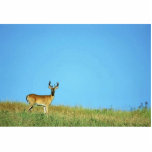 White-tailed deer photo sculptures