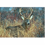 White-tailed Deer photo sculptures