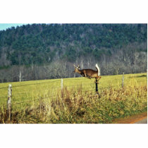 White-tailed Deer Photo Cutouts