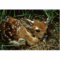 White-tailed Deer Acrylic Cut Out